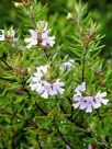 Westringia brevifolia raleighii