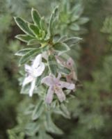 Westringia fruticosa Smokie