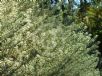 Westringia fruticosa Smokie