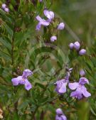 Westringia glabra