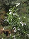 Westringia longifolia