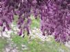 Wisteria sinensis