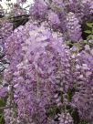 Wisteria sinensis