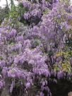 Wisteria sinensis