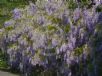 Wisteria sinensis