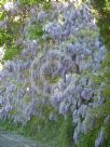 Wisteria sinensis