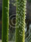 Xanthorrhoea johnsonii