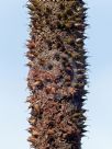 Xanthorrhoea johnsonii