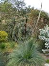 Xanthorrhoea johnsonii