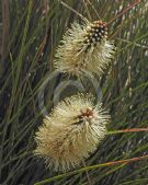 Xanthorrhoea macronema