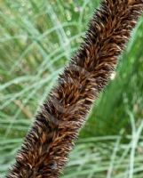 Xanthorrhoea arborea