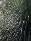 Xanthorrhoea arborea