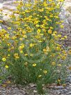 Xerochrysum viscosum