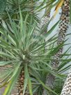 Yucca aloifolia