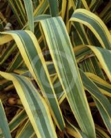 Yucca filamentosa Bright Edge