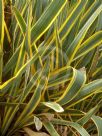 Yucca filamentosa Bright Edge