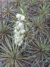 Yucca filamentosa Bright Edge