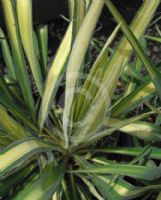 Yucca filamentosa Golden Sword