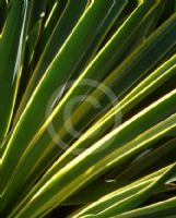 Yucca gloriosa Variegata