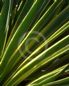 Yucca gloriosa Variegata