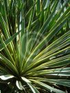 Yucca gloriosa Variegata