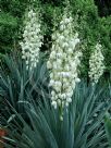 Yucca gloriosa