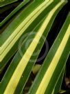 Yucca elephantipes Variegata