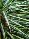 Yucca elephantipes Variegata