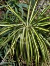 Yucca elephantipes Variegata