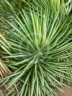 Yucca elephantipes Variegata