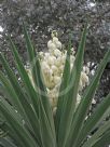 Yucca elephantipes