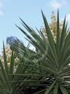 Yucca elephantipes