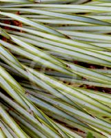 Yucca rigida