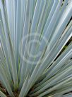 Yucca rigida