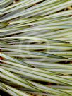 Yucca rigida