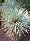 Yucca rigida