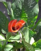 Zantedeschia