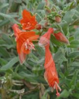 Epilobium canum