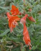 Epilobium canum