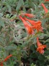 Epilobium canum