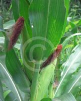 Zea mays