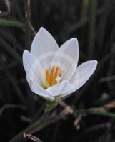 Zephyranthes candida