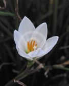 Zephyranthes candida