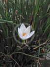 Zephyranthes candida