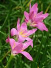 Zephyranthes carinata