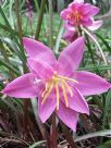 Zephyranthes carinata