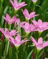 Zephyranthes rosea