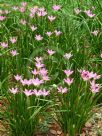 Zephyranthes rosea