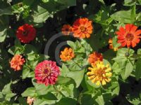 Zinnia elegans