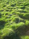 Zoysia tenuifolia